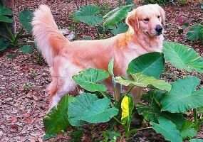 Winnie of Wei Nuo Kennel