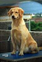 Akia of Air Dog Kennel