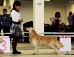 JRus CH Rus CH RKF CLUB WINNER 3* CH Club Dzhin Tonik Iz Doma Hinvey