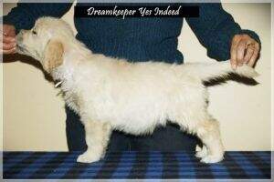 Dreamkeeper Yes Indeed Dreamkeeper Yes Indeed