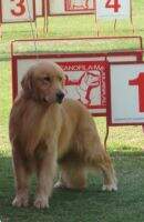 Mex Ch Cub GOLDEN SUNSET AXEL Mex Ch Cub GOLDEN SUNSET AXEL
