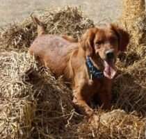 Bergs Rascal Duchess Bailey Bergs Rascal Duchess Bailey
