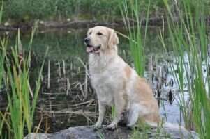 Charmlee's Diamond In The Ruff RN VN
