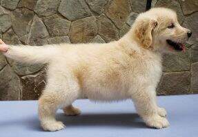 Golden Delta Brigitta