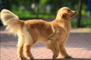 jalina of jiang run kennel