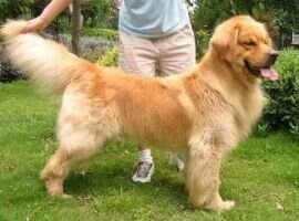 william of jin fen shi jia kennel