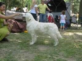 HCH Club Ch W 14. O'Whisperer from Flawless Carriens (Official Therapy Dog) HCH Club Ch W 14. O'Whisperer from Flawless Carriens (Official Therapy Dog)