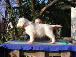 First Breath from Flawless Carriens (Official Therapy Dog)