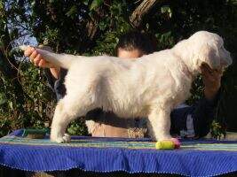 Ninth Life from Flawless Carriens (Official Therapy Dog)