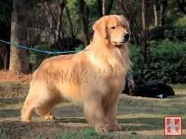 Ejon of North winds kennel