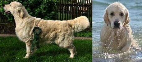 CH Adventure Captain Pure Soul ''U'' Therapeutic dog