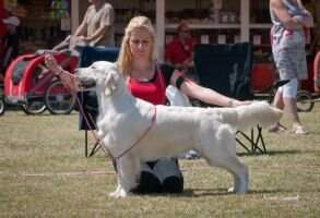 Interational Show CH German CH & VDH CH Moonlight Adaline Jewel of Laura Rostock 2011