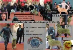 Ch.Int.Lat.Ur.Ar.Br.GrCh.Ur.Ar.Venc.AmyCar.Venc.Sicalam.MultiBIS De La Capilla Shecolin Ch.Int.Lat.Ur.Ar.Br.GrCh.Ur.Ar.Venc.AmyCar.Venc.Sicalam.MultiBIS De La Capilla Shecolin