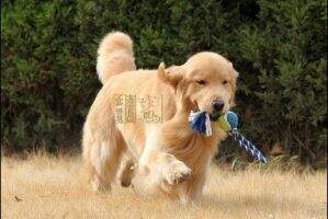 China Ch Cabbo of Superstar Kennel