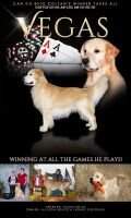 BPIG Coltan's Winner Takes All PCD CD-HIC Am-CGC Am-CD-HIC