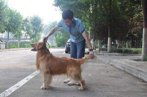 Aano of chun jin kennel