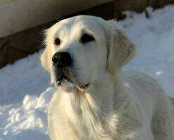 Ser.JCh. Mac.JCh. Ser.Ch. Mne.Ch. Mol.Ch. Golden Romance Star Light