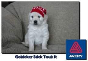 Goldcker Stick Touk It