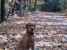 Sunfire's Dakota Rose