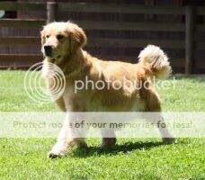 Gold-Rush Abbie My Love
