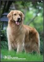 Callen of Everpop Kennel
