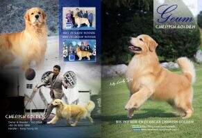BIS. KOR. CH Ju Oscar Cherish Golden