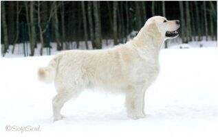 Skylinedog St. Castor