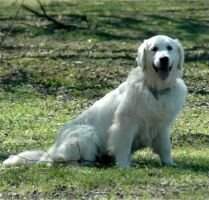 Evidog Kayla