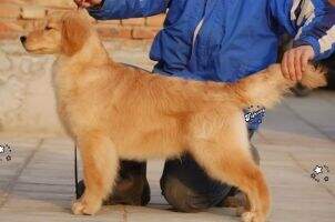 Gator of Golden Resplendence Kennel