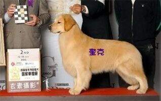 Qrick of Superstar Kennel