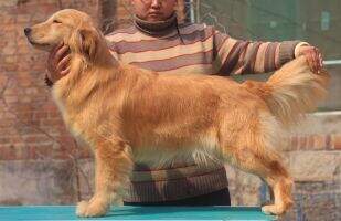 Angela of A Tong Mu Kennel