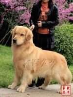 H Dack of Xing Yuan Kennel