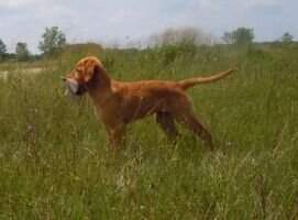 T-Pines Wilma Pearl BN CCA T-Pines Wilma Pearl BN CCA