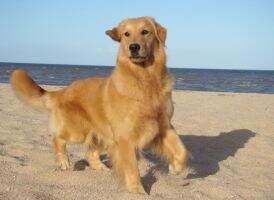 Margarita MG Golden Friend Forever