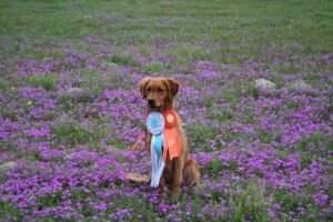 Thistle Rocks Je'a Blue Jeans Thistle Rocks Je'a Blue Jeans