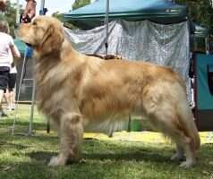 Aust Ch & Neuter Ch Alnclair Sir Barnabus Aust Ch & Neuter Ch Alnclair Sir Barnabus