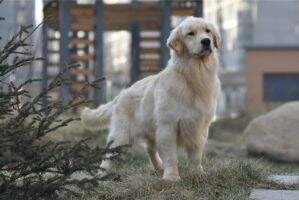 C WUKONG OF Fast Kennel