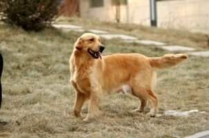 C MUZA Of Fast Kennel