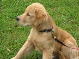 Golden Machine Thor