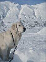 Alaska's Duke