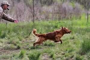 HRCH - UH Top Flight's Golden Fisher