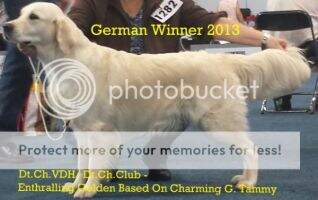 Dt.Champion VDH &Dt.Champ.Club+German Winner 2013 Enthralling Golden Based On Charming G. Tammy
