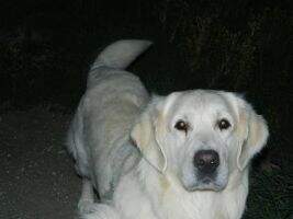 D&D Little King Simba Of Windsor D&D Little King Simba Of Windsor