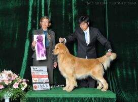 PRC CH Alexander of hotdog kennel PRC CH Alexander of hotdog kennel