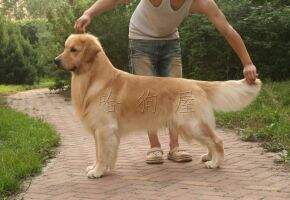 Apache of Hotdog Kennel