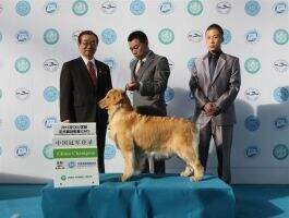 CN.CH GOLDEN BELL OF HOTDOG KENNEL