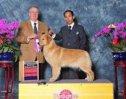 CN.CH Karen of hotdog kennel