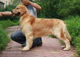 SUNNY BOY of hotdog kennel