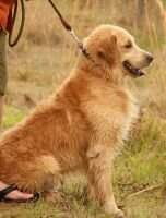 River Ranch Baron Of The Golden Triangle ''Bear''