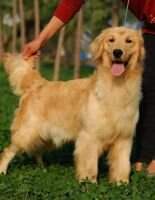 Hatya of Superstar Kennel